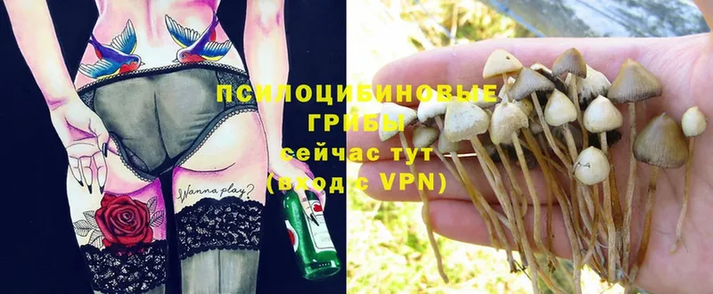 мега зеркало  Мензелинск  Псилоцибиновые грибы Psilocybe 